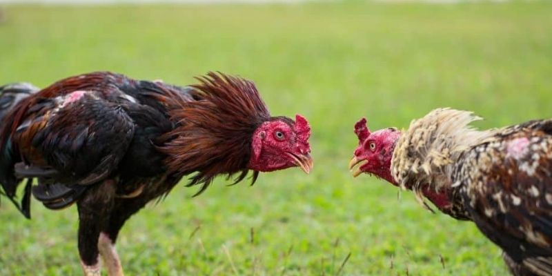 ไก่ชนธอมอที่ UFA365 – จุดหมายปลายทางที่สมบูรณ์แบบสำหรับความหลงใหลในการเดิมพัน