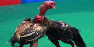 ขั้นตอนการเป็นเซียนไก่ชนมืออาชีพ