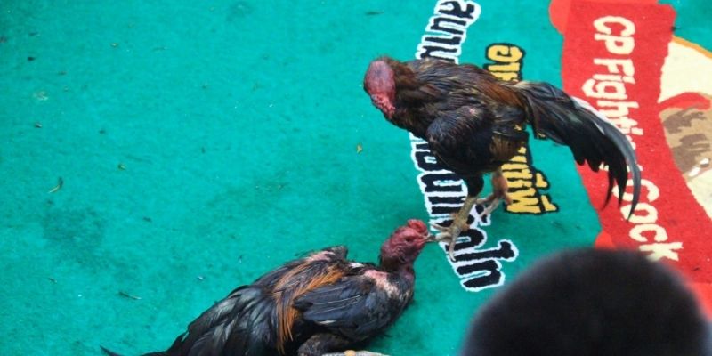 แนะนำห้องไก่ชนออนไลน์สด UFA365