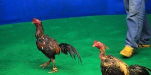 เคล็ดลับการเดิมพันไก่ชนออนไลน์สดเพื่อชนะรางวัลใหญ่