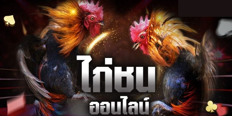 แนะนำเกี่ยวกับไก่ชน UFA365