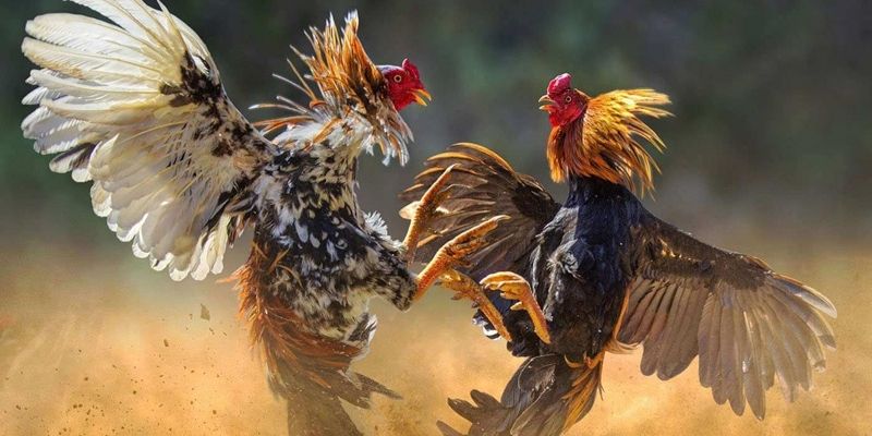 จุดเด่นของไก่ชน UFA365