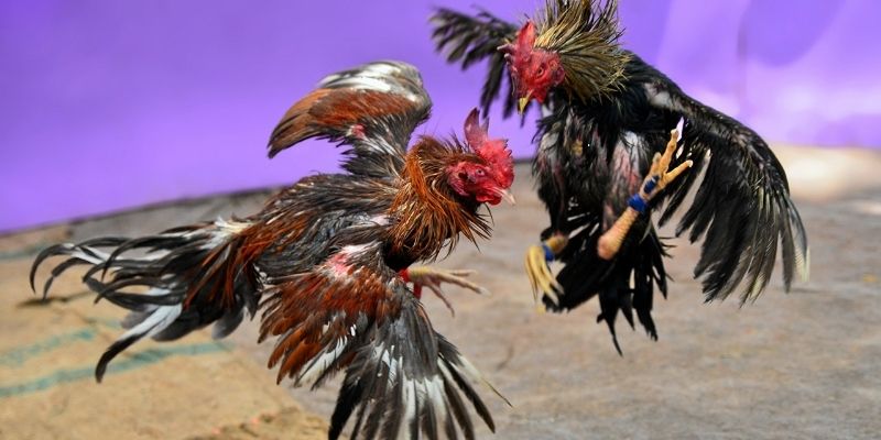 แบ่งปันเคล็ดลับการเล่นไก่ชน UFA365