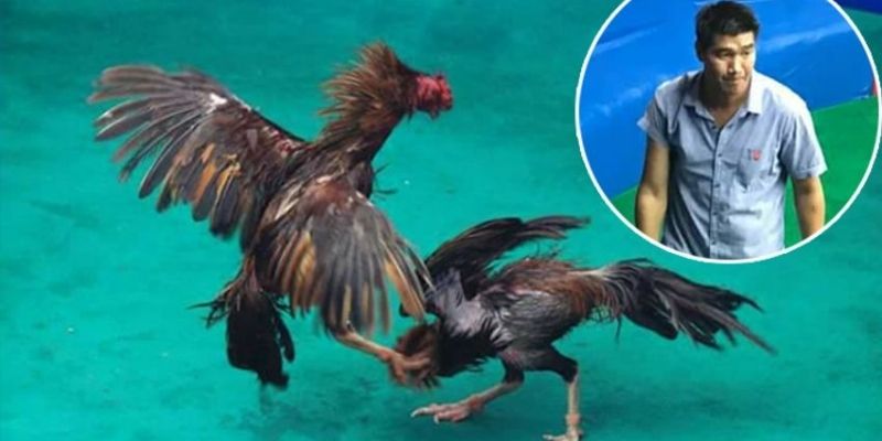 กฎไก่ชนธอมอเกี่ยวกับกรรมการผู้จัดการแข่งขัน