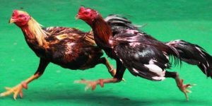 กฎระเบียบเกี่ยวกับไก่ชนและเดือยเหล็ก