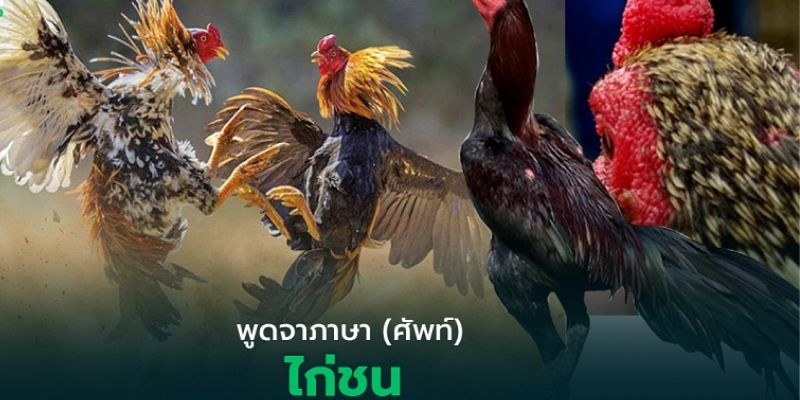 ทำความเข้าใจเกี่ยวกับอัตราต่อรองไก่ชน UFA365 คืออะไร