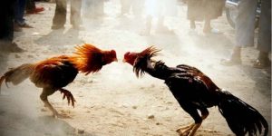 กฎการเล่นและวิธีเลือกอัตราต่อรองไก่ชน