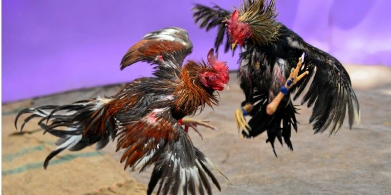 ประเภทของอัตราต่อรองไก่ชน UFA365 ที่ได้รับความนิยม
