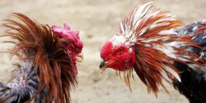 สายพันธุ์ไก่และประเภทเดือยที่ได้รับความนิยมในการแข่งขันไก่ชนเดือยเหล็กที่ UFA365
