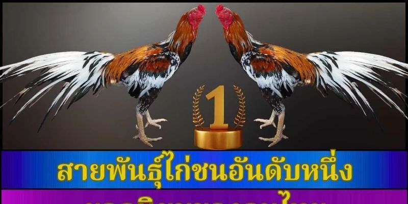 วิเคราะห์วิธีการวางเดิมพันในการแข่งขันไก่ชนเดือยเหล็กที่ UFA365